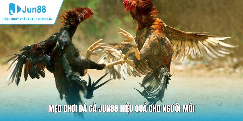 Mẹo chơi đá gà JUN88 hiệu quả cho người mới